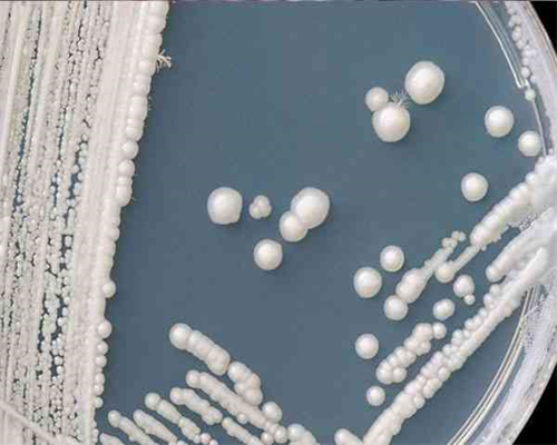 <strong>试管婴儿移植胚胎放到子宫里哪个位置移植后胚胎~代生孩子中介</strong>